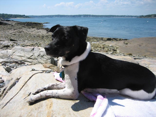 Hobbes sun tanning on beach