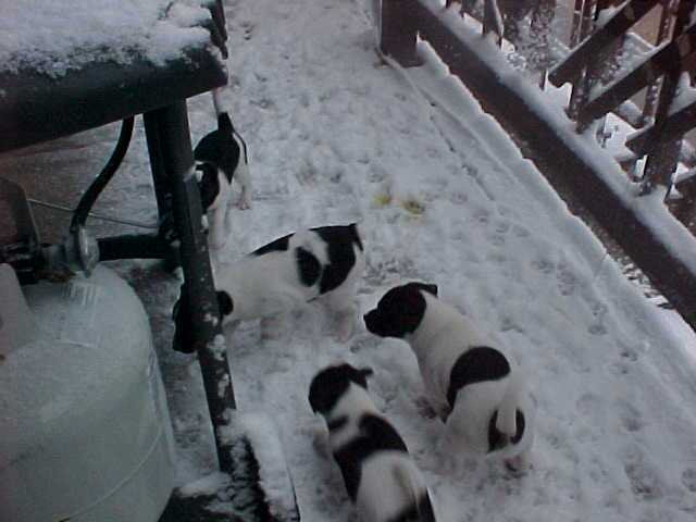Pups in SnowWK7