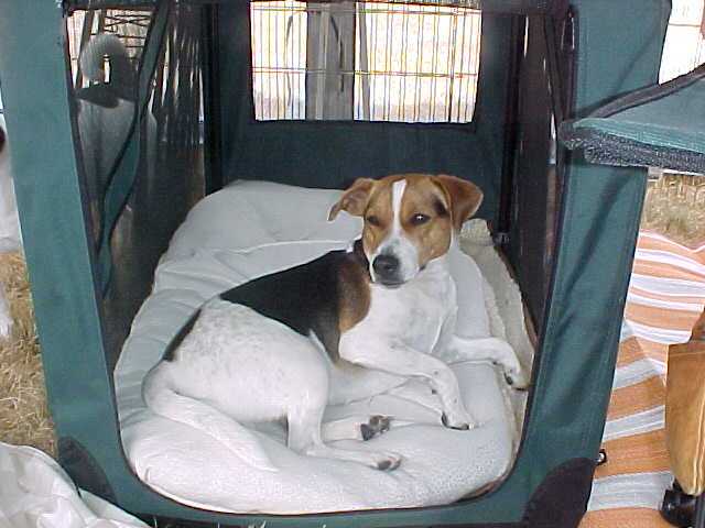 Annika in kennel