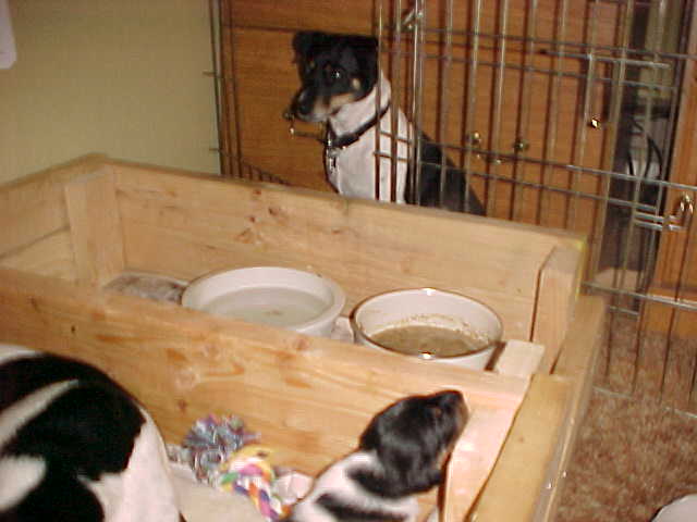 Maddy looks through gate