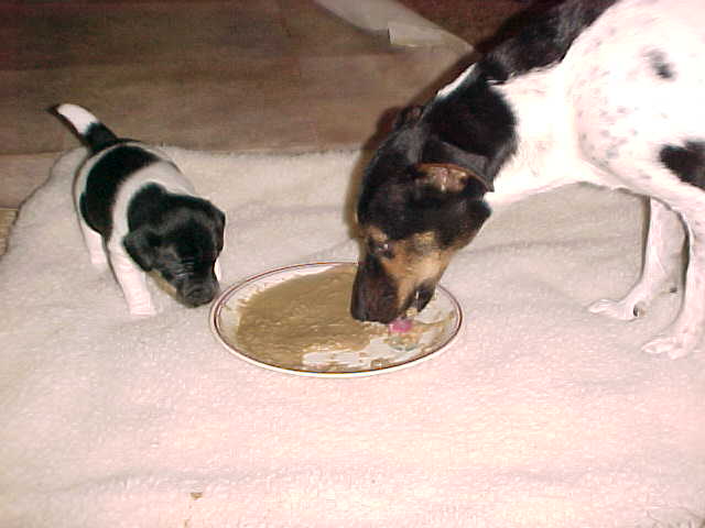 Kikka and Annie Oakley eating