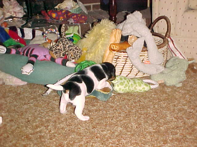 Clamity Jane finds toys