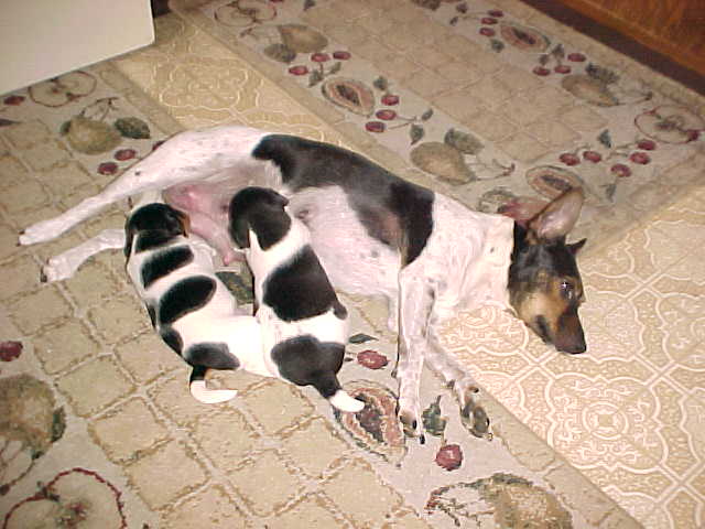 Kitchen floor meal 4 weeks