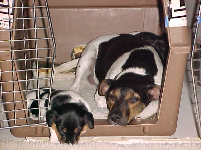 Kikka and Calamity Jane in kennel