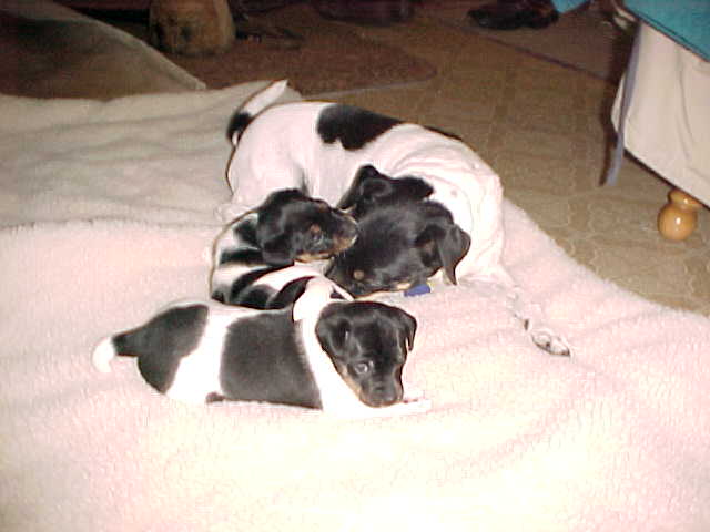 Maddy w puppies in kitchen1