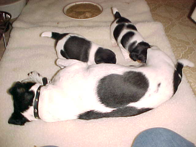 Maddy w puppies in kitchen2