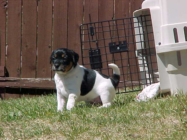 Calamity Jane 5 weeks old