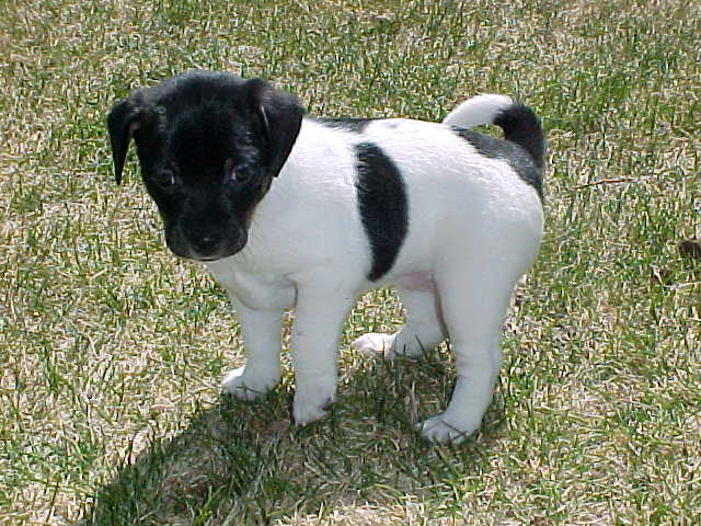 Annie Oakley 5 weeks old