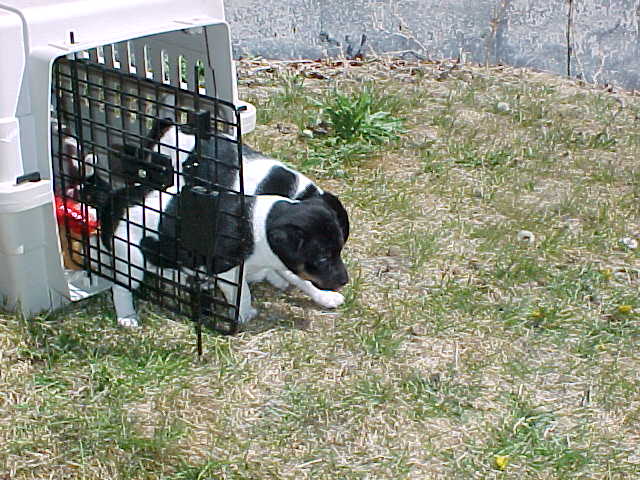 Charging out of kennel