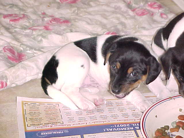 Calamity Jane eating dryfood