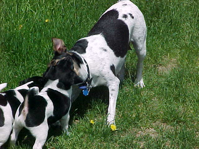 Kikka plays w pups