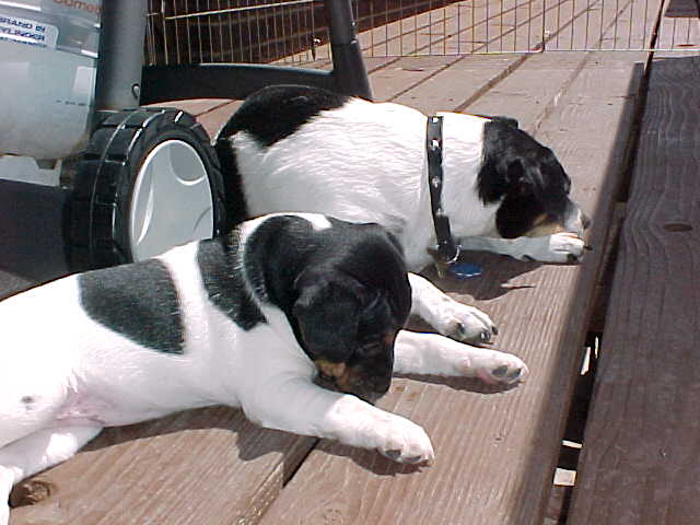 Calamity Jane and Maddy