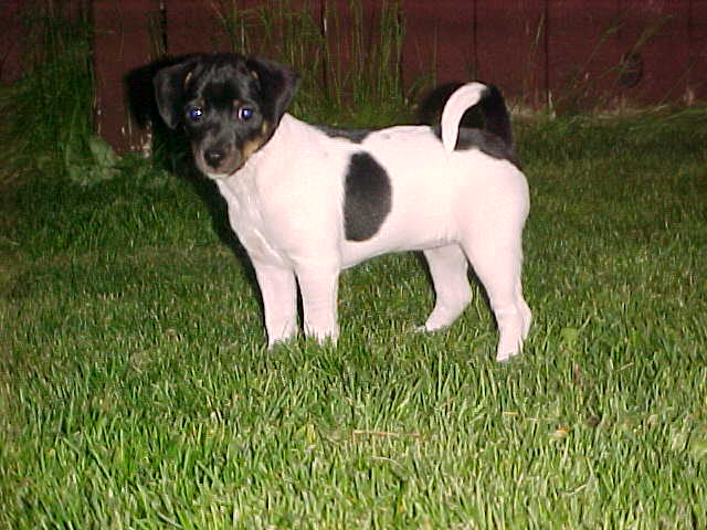 Annie Oakley 8 weeks old