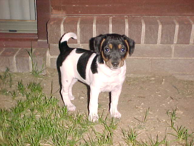 Calamity Jane 8 weeks old