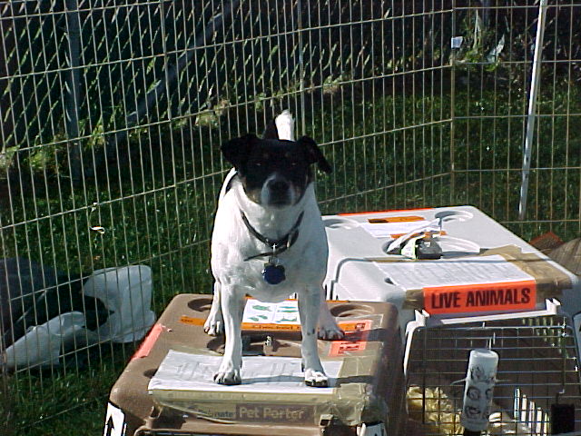 Maddy on Kennel