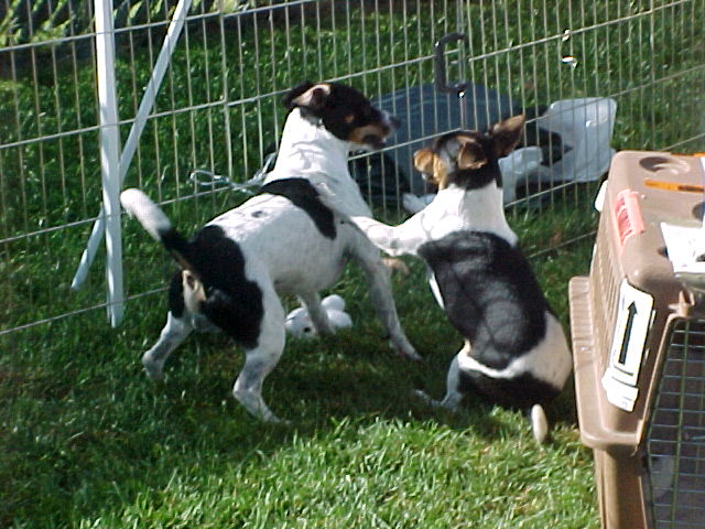 Cheyenne and Kemosabe play