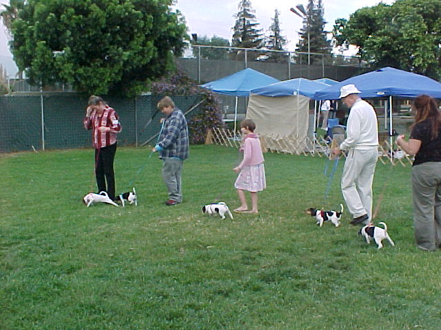 Puppies enter the ring