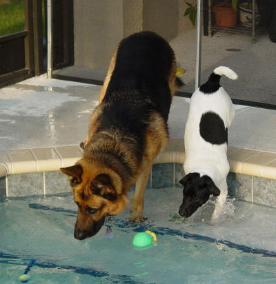 Jake and Max go in pool