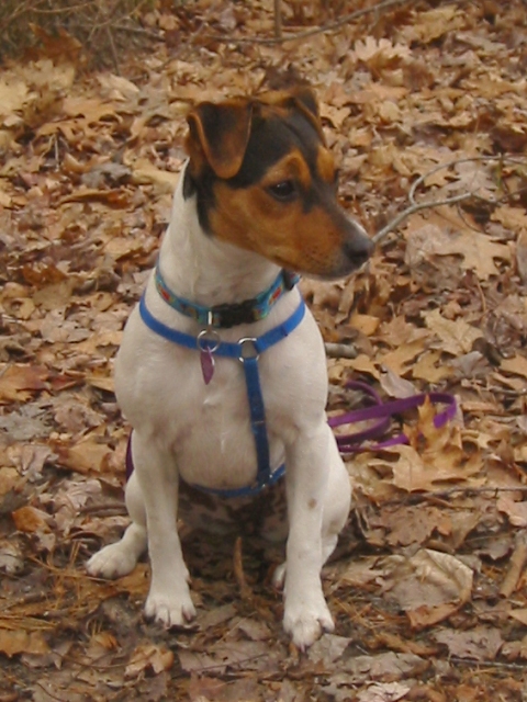 Emma in the leaves