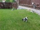 Puppies smelling grass