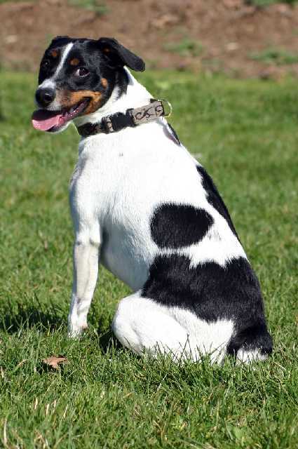 Suzy watch flyball