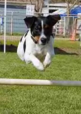 Suzy play agility