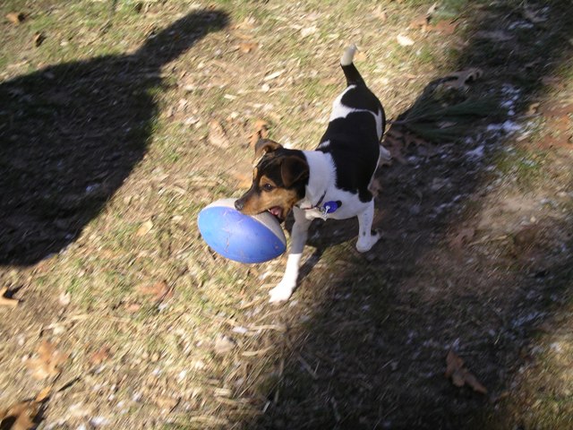 Bernie w football