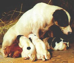 pups in the hay