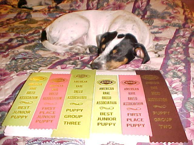 BaileyRibbons