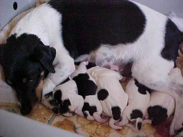 Maddy's first litter