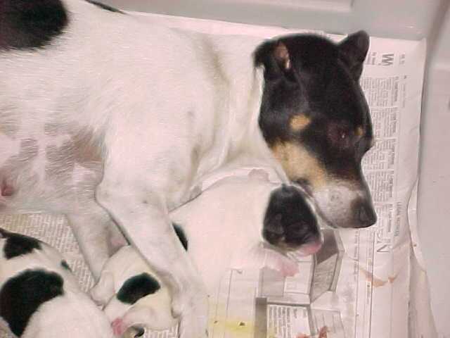 In Mama's Arm