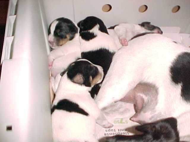 Puppy-pile