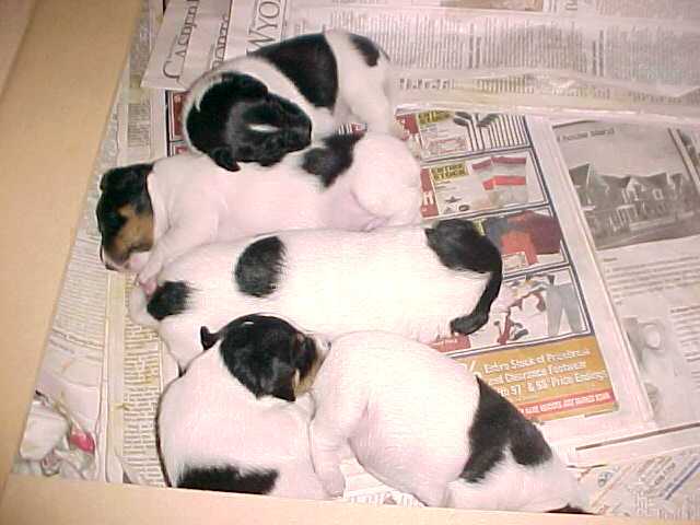 Puppy-pile