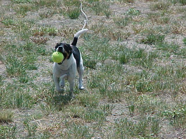 Fetch ball