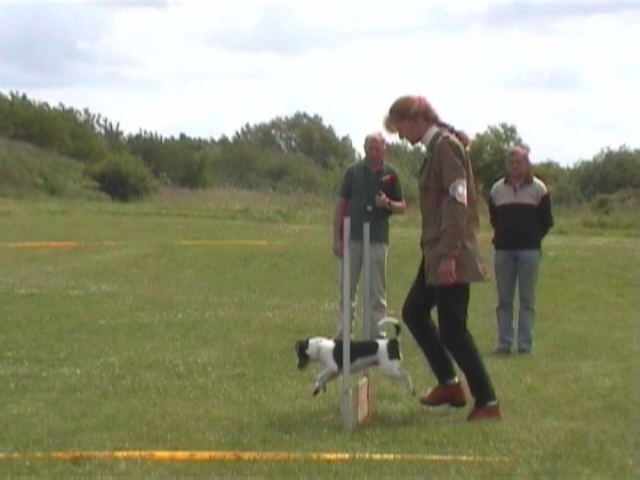 Maddy obedience jump