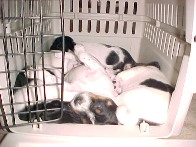 pups in crate