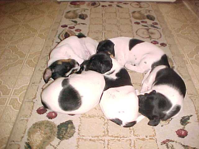 Pups Sleep On Floor