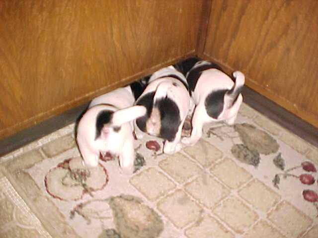 3 butts cookie cabinet