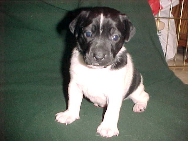 CheyenneSit4wks