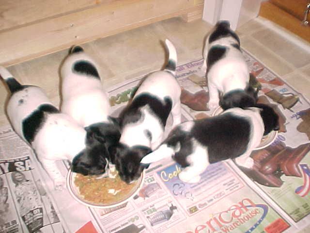 Litter3weeks