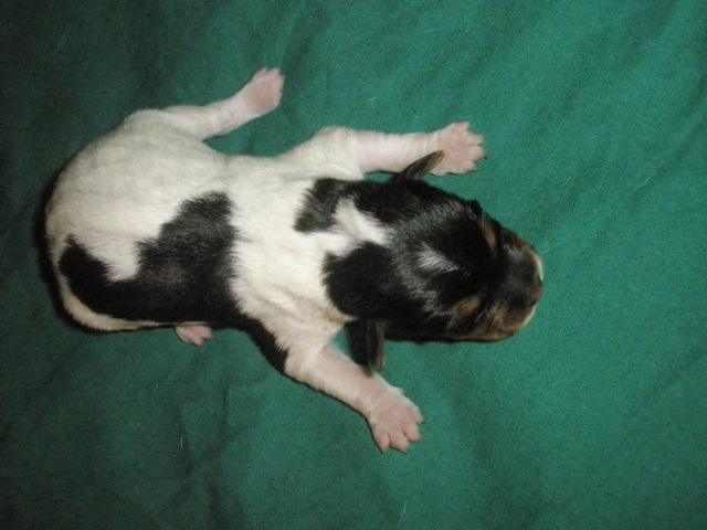 Puppy 1