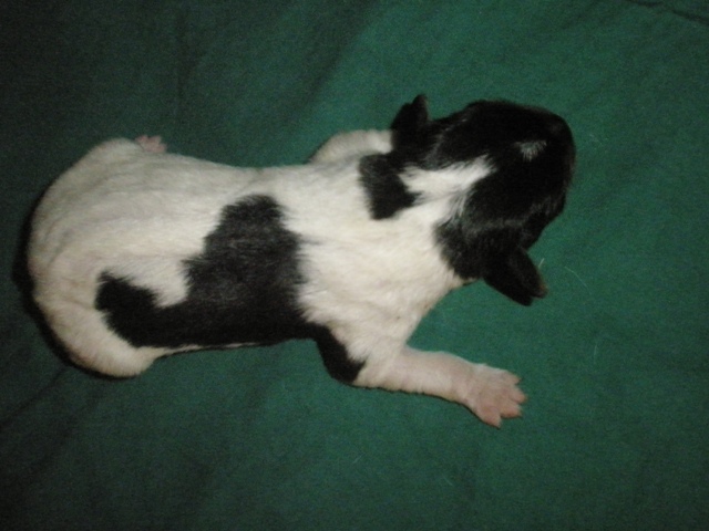 Puppy1