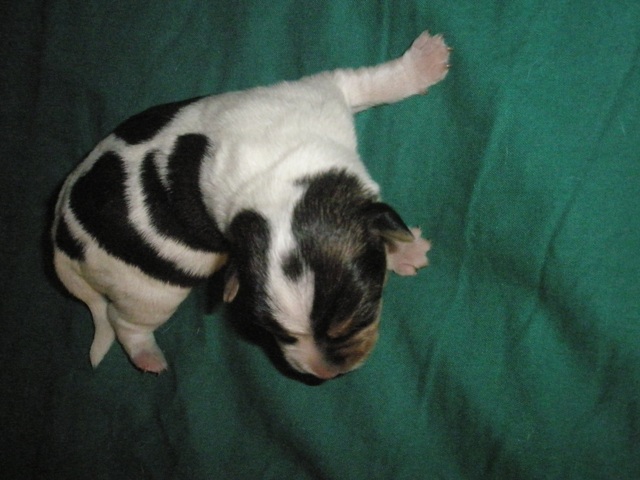 Puppy2