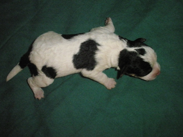 Puppy 5