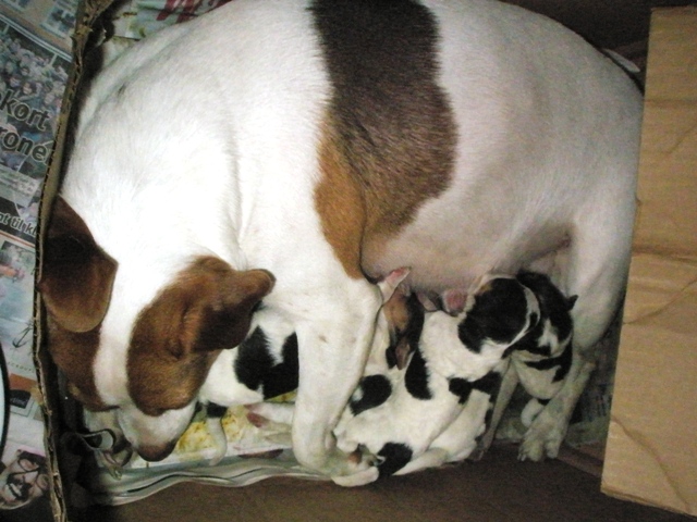 Nikki with her 6 puppies