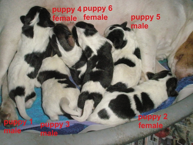 puppies w numbers