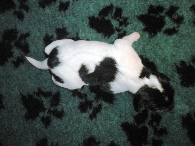 Puppy 1
