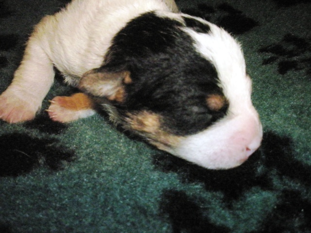 Puppy 5
