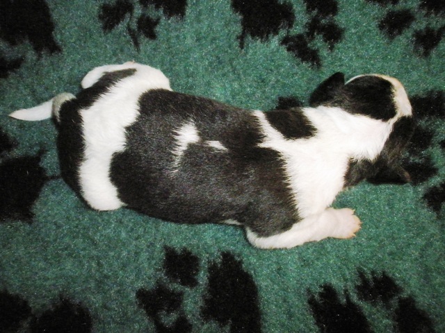 Puppy 6