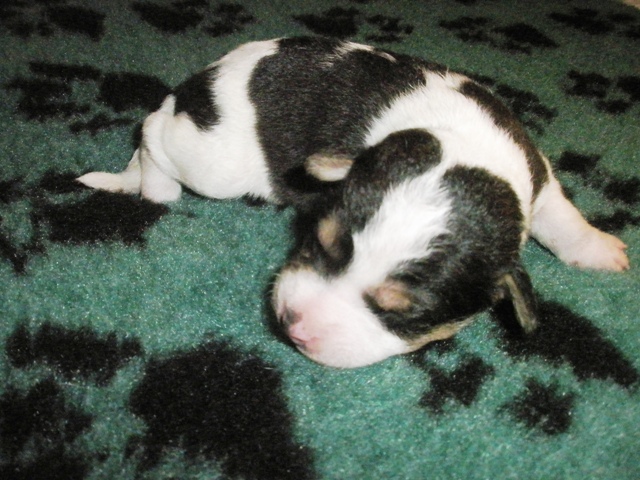 Puppy 6